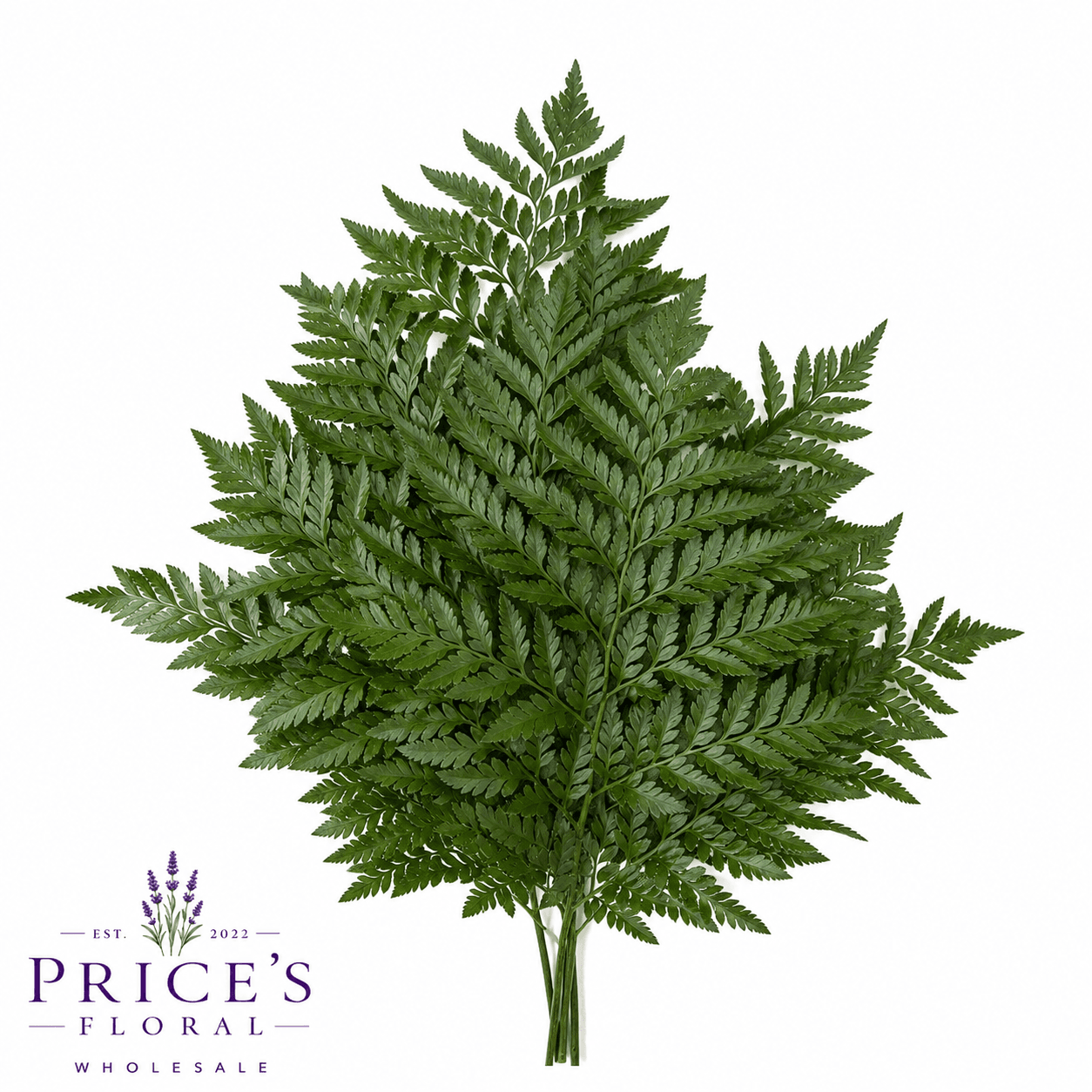 Leatherleaf Select 25 Bu/bx Green 55-60cm