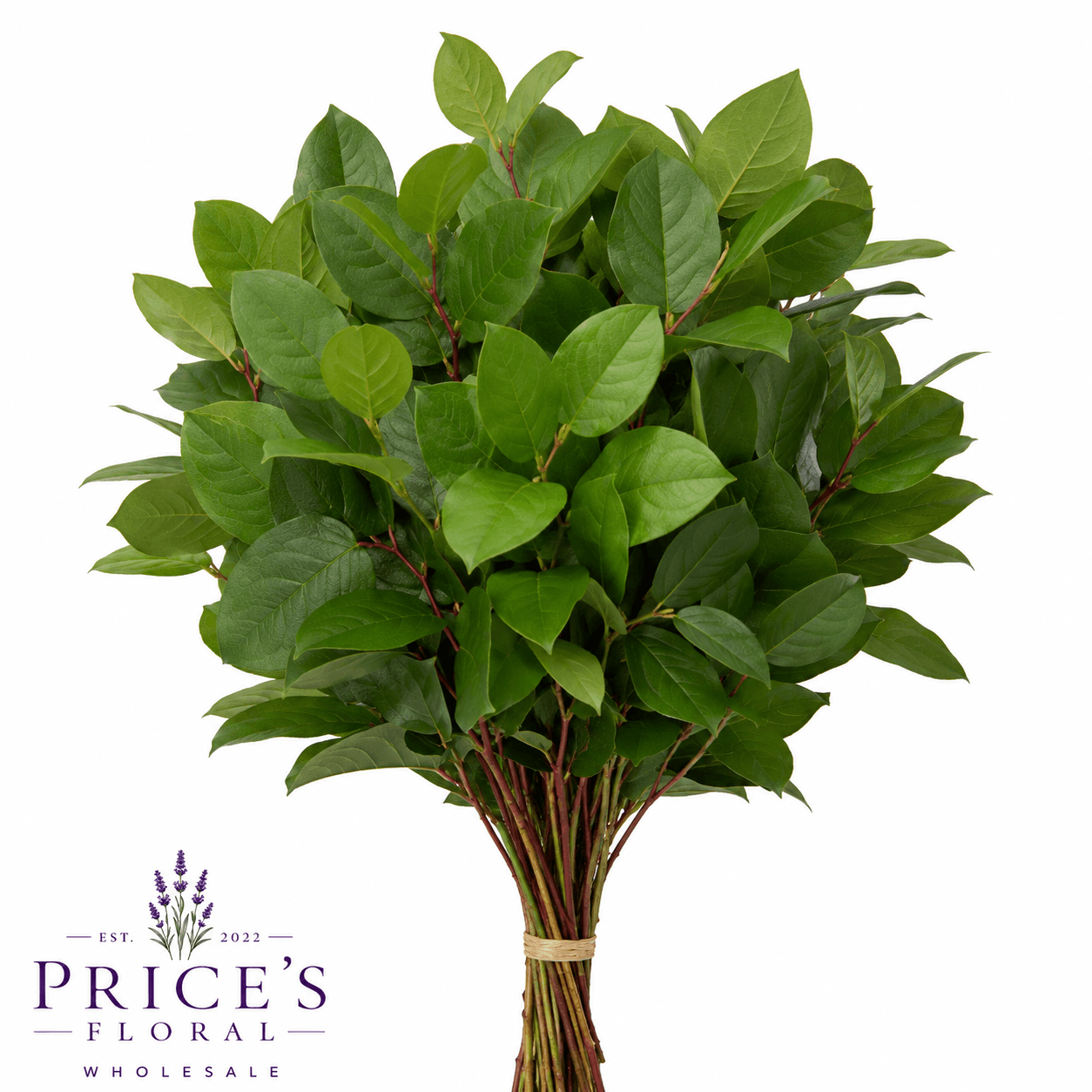 Salal 20 Bu/bx Green 82cm