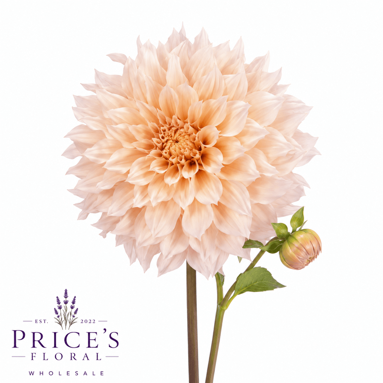 Dahlia Cafe Au Lait Tan 40/50 Cm