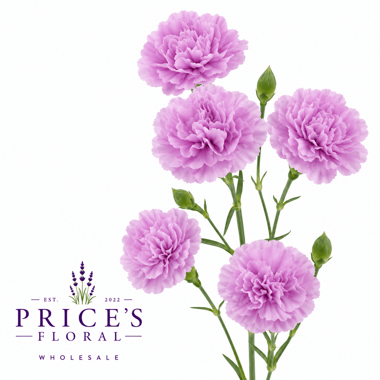 Minicarnation (mclv) Lavender Select