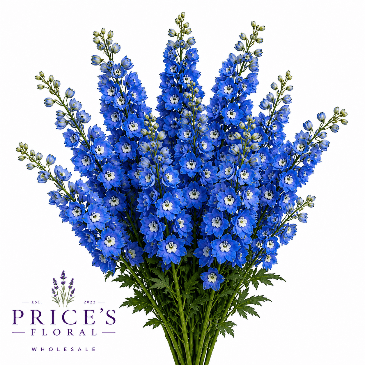Delphinium Royal Dark Blue 80 Cm