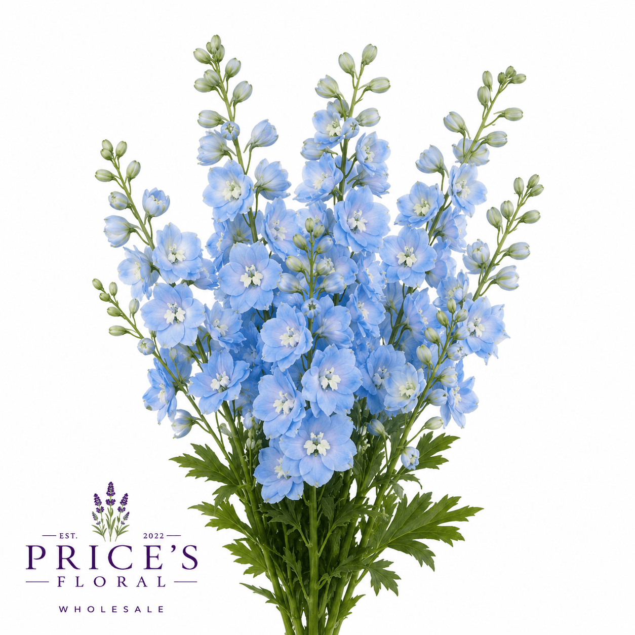 Delphinium - Light Blue 80c