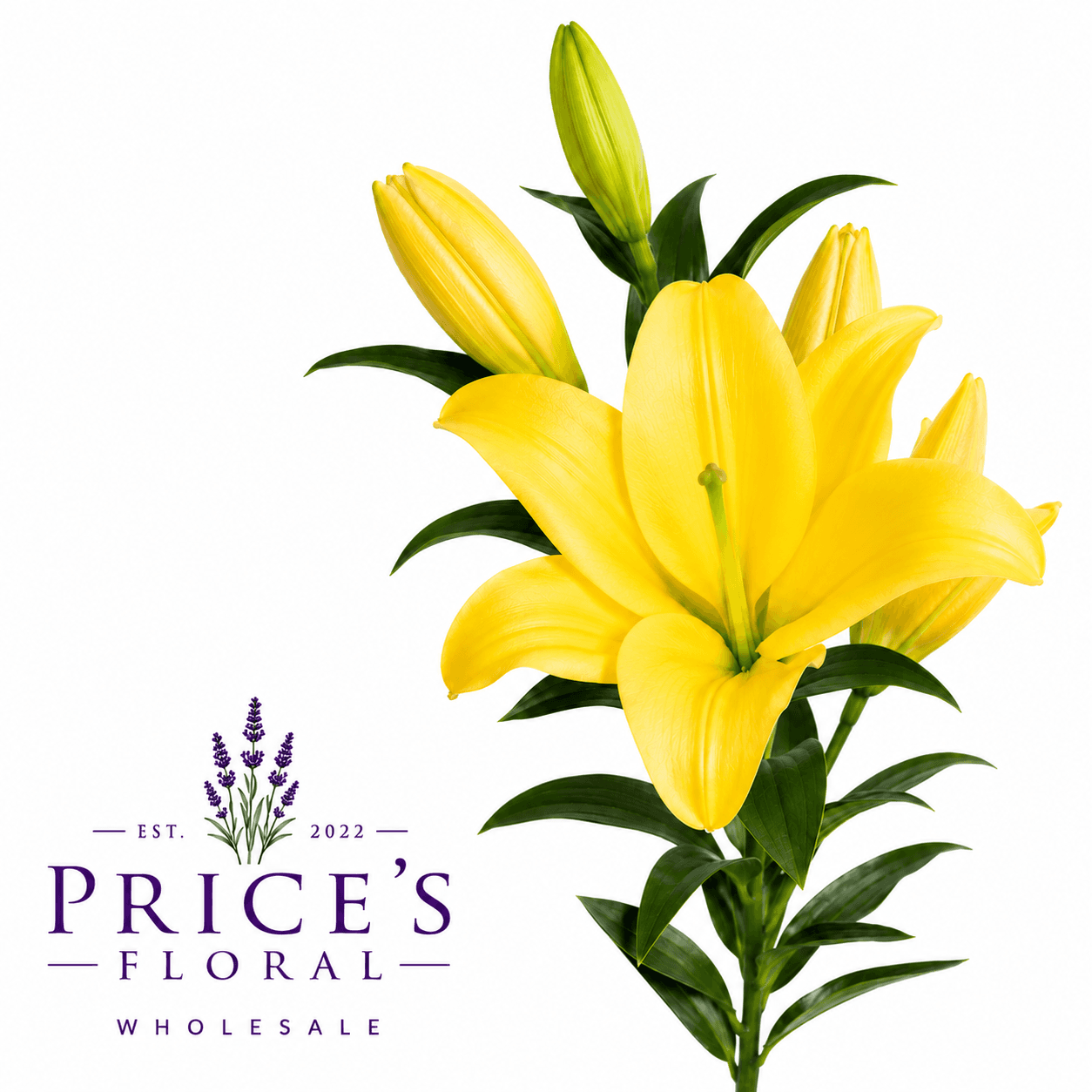 Lily Oriental Outback Yellow 35b
