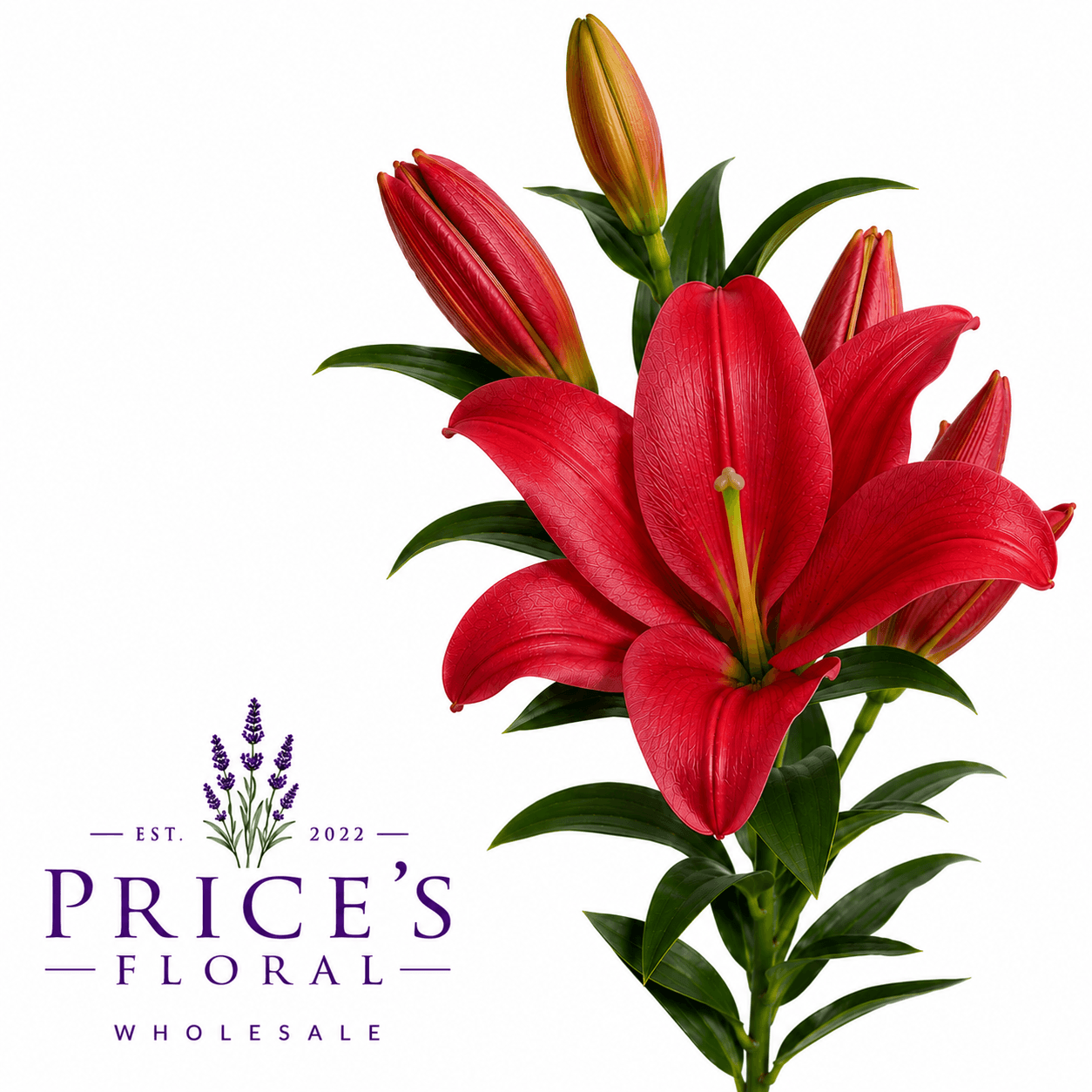 Lily (hybrid) Poker Face La Red 3-5 Bl