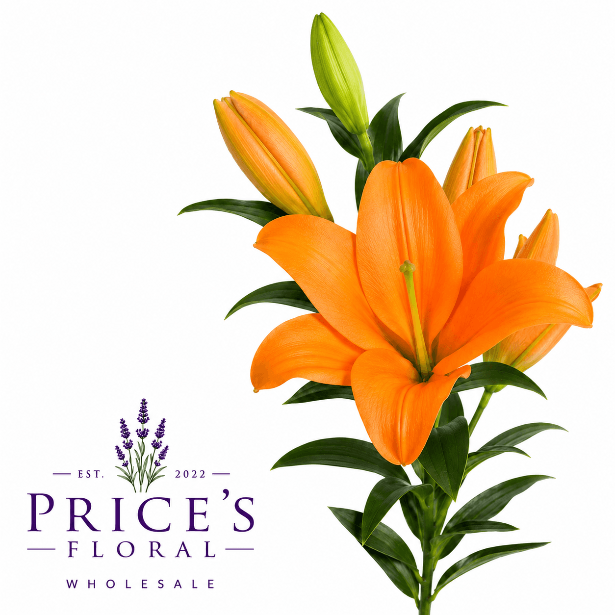 Lily Hybrid Cortona Orange 3/4
