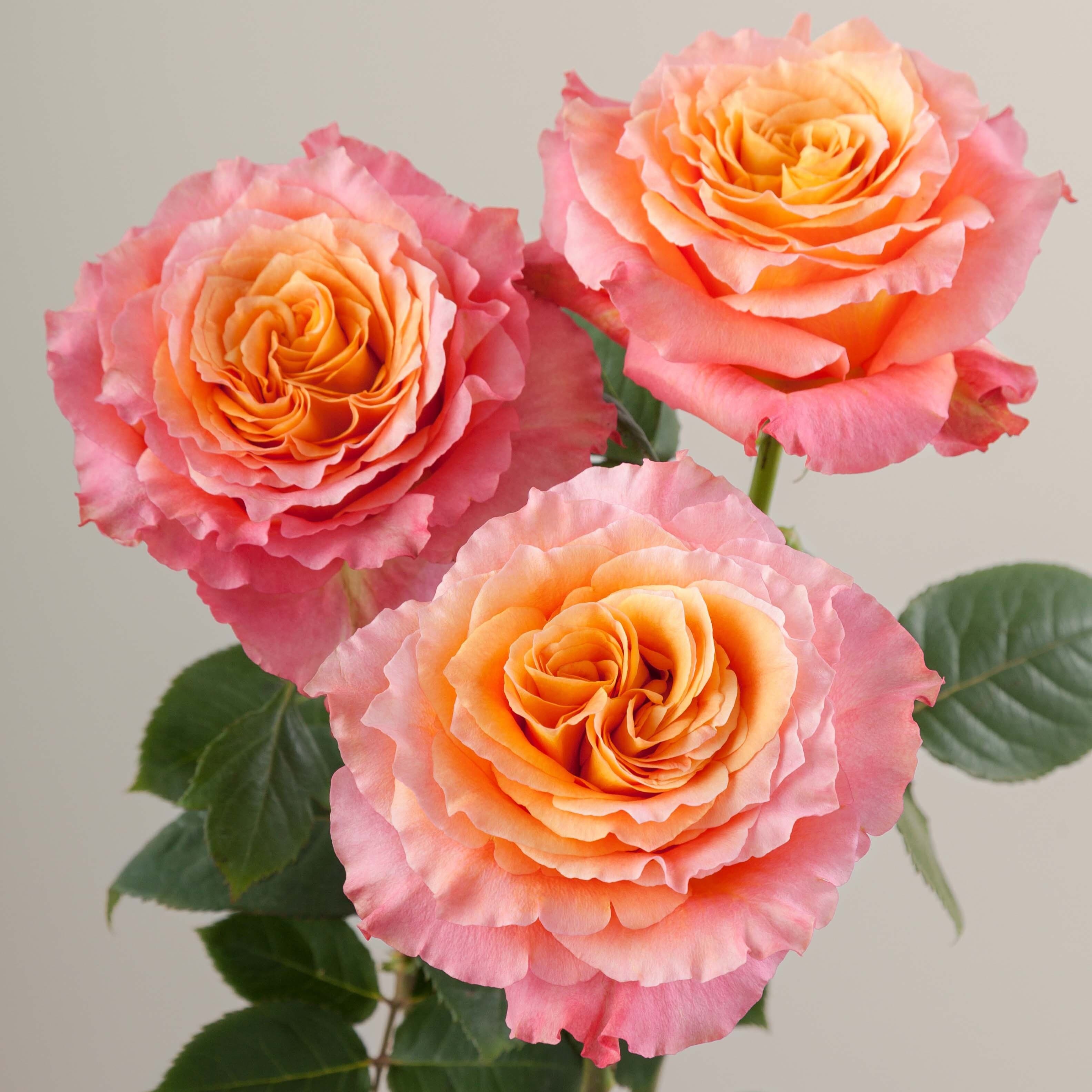 Garden Rose Free Spirit Orange 50 cm (Rosaprima)