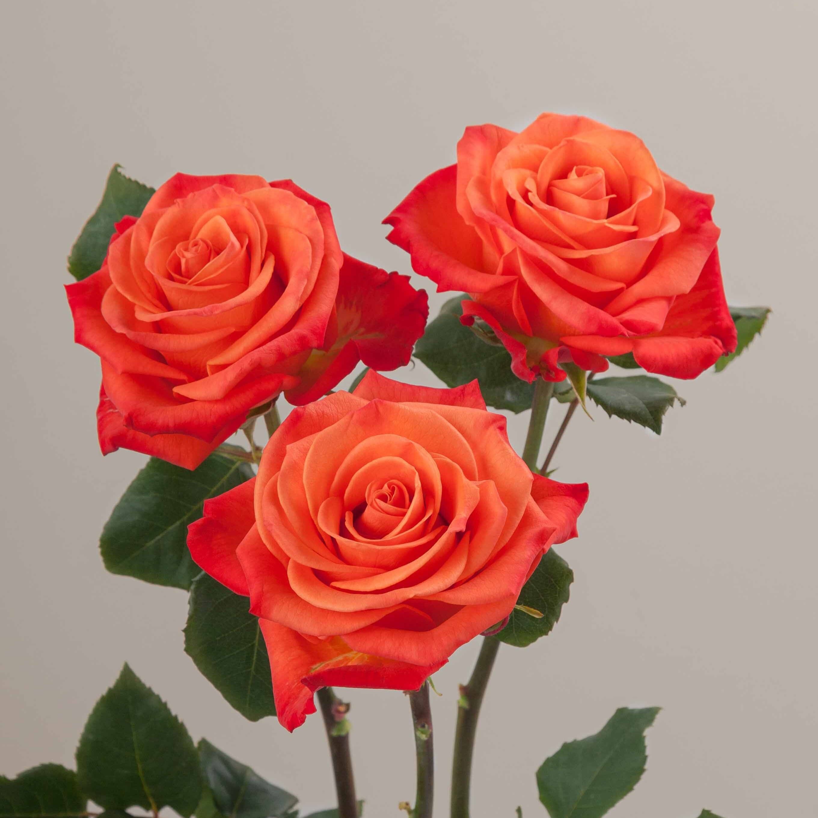 Rose Orange Crush Orange 50 cm (Rosaprima)