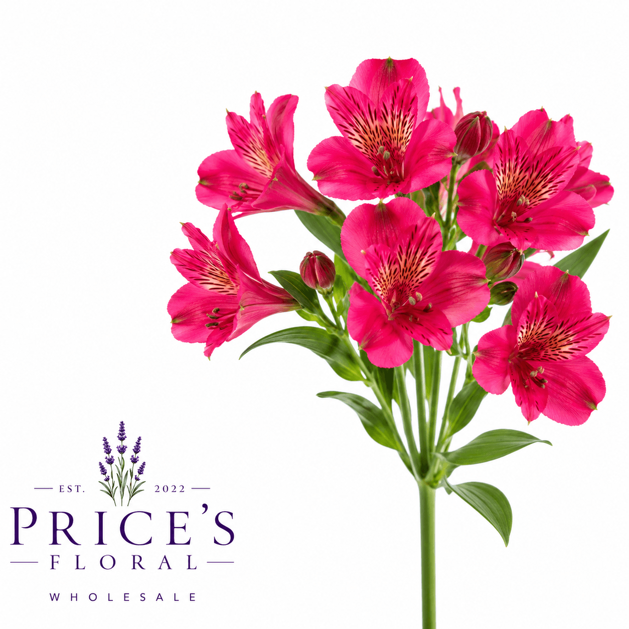 Alstroemeria Navarro Hot Pink Select