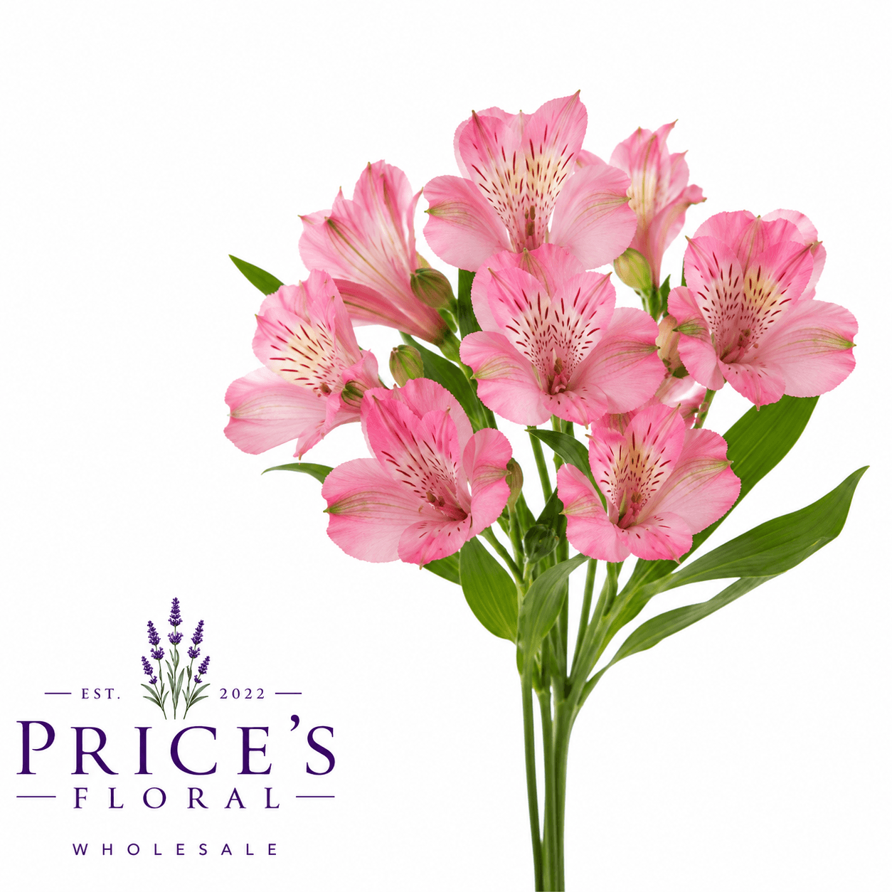 Alstroemeria Primadona Pink Select