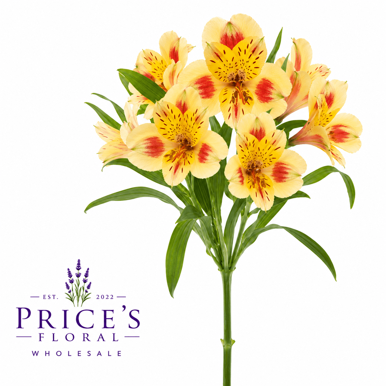 Alstroemerias Bali Yellow Bicolor Fancy