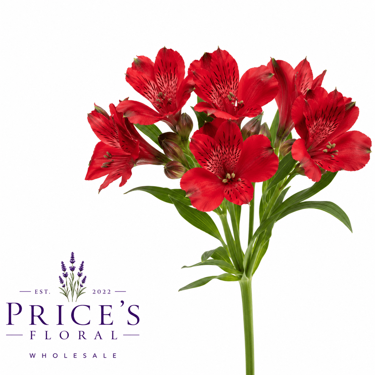 Alstro Romance Red Super S.