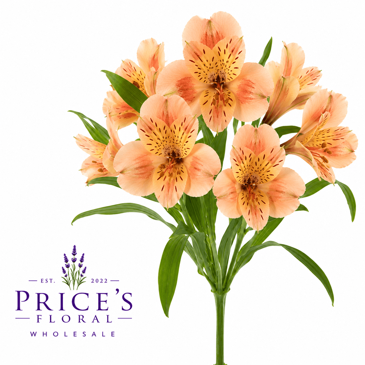 Alstroemerias Champagne Peach Fancy