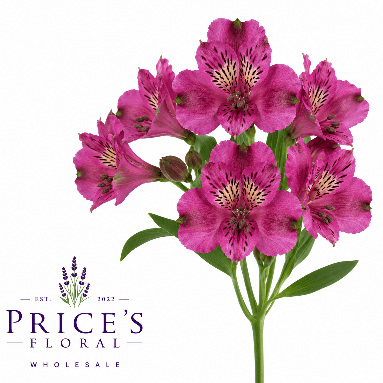 Alstro Napoli Purple Select