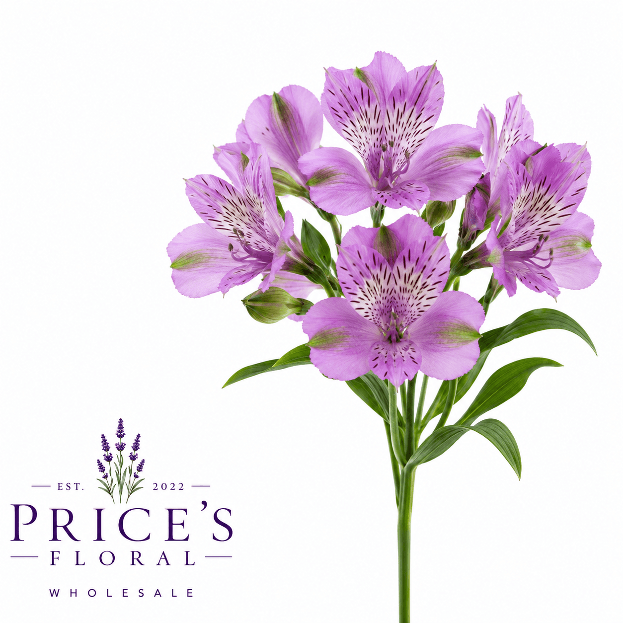 Alstro Pacific Lavender Select