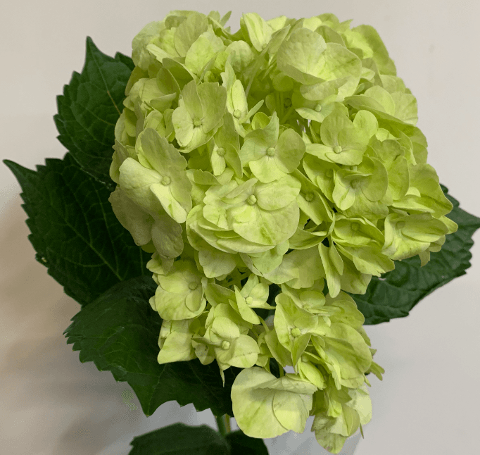 Hydrangea Mojito Select