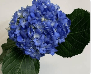 Hydrangea Premium Shocking Blue