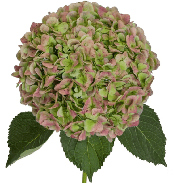 Hydrangea Tinted Antique Green Premium