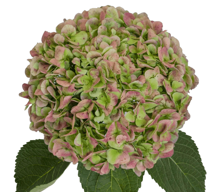 Hydrangea Tinted Antique Green Jumbo
