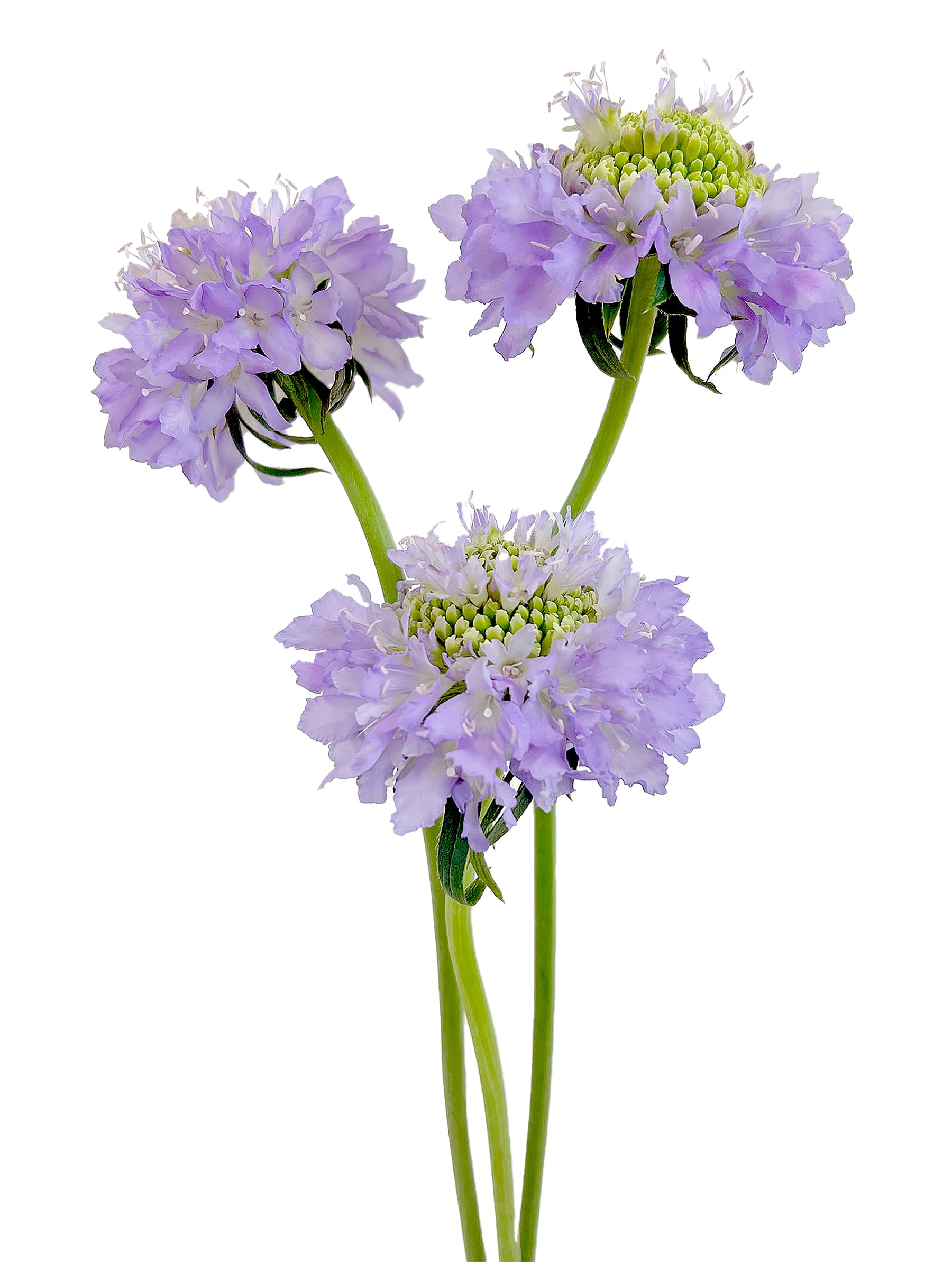 Scabiosa Lavender Scoop Lavender 50/60 Cm