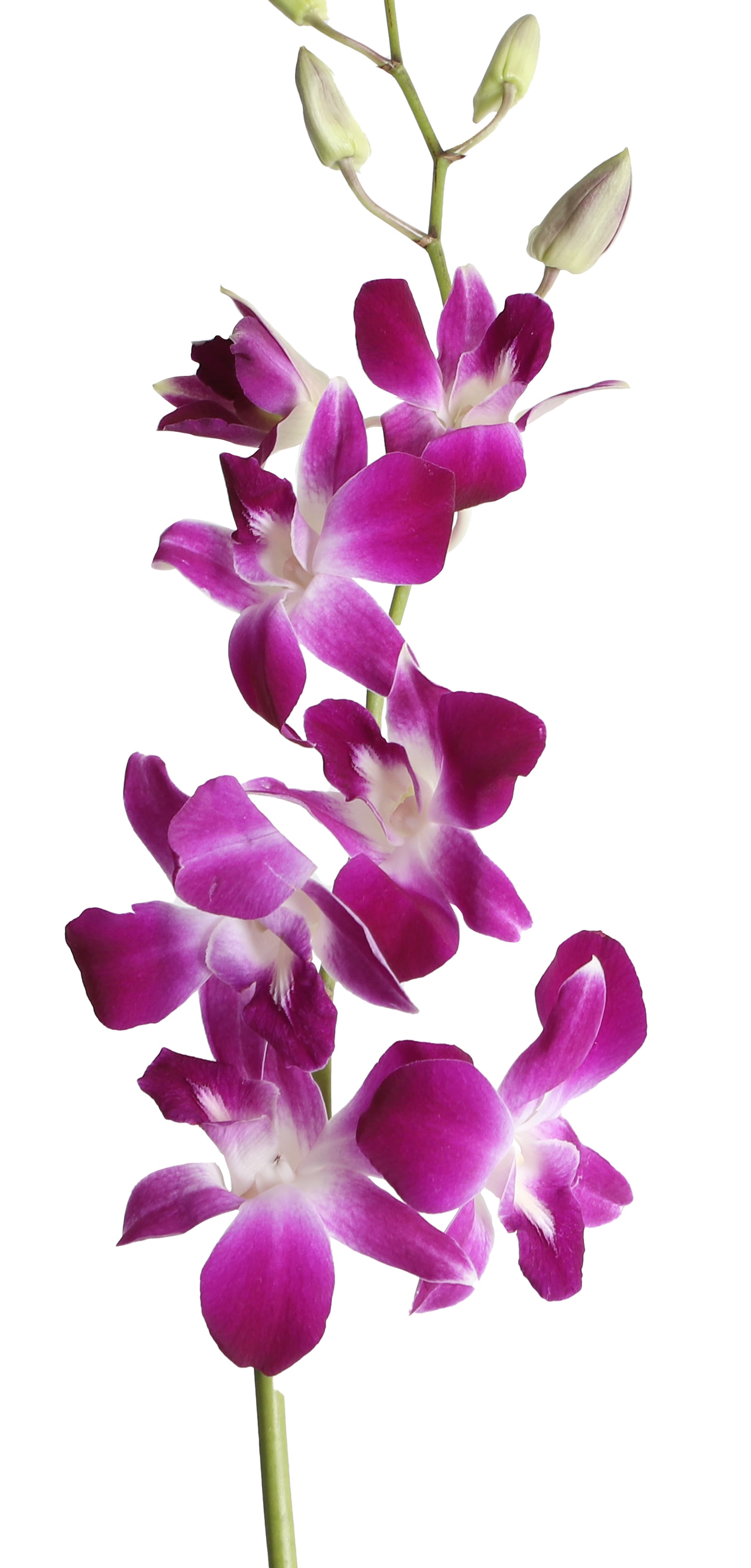 Orchids Dendrobium Red Sonia Purple Ll