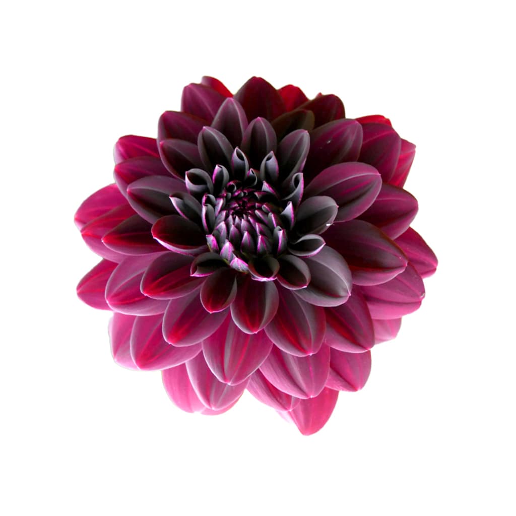 Dahlia Karma Naomi Purple 40/50 Cm