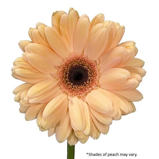 Gerbera Costa Rica Peach 50 Cm