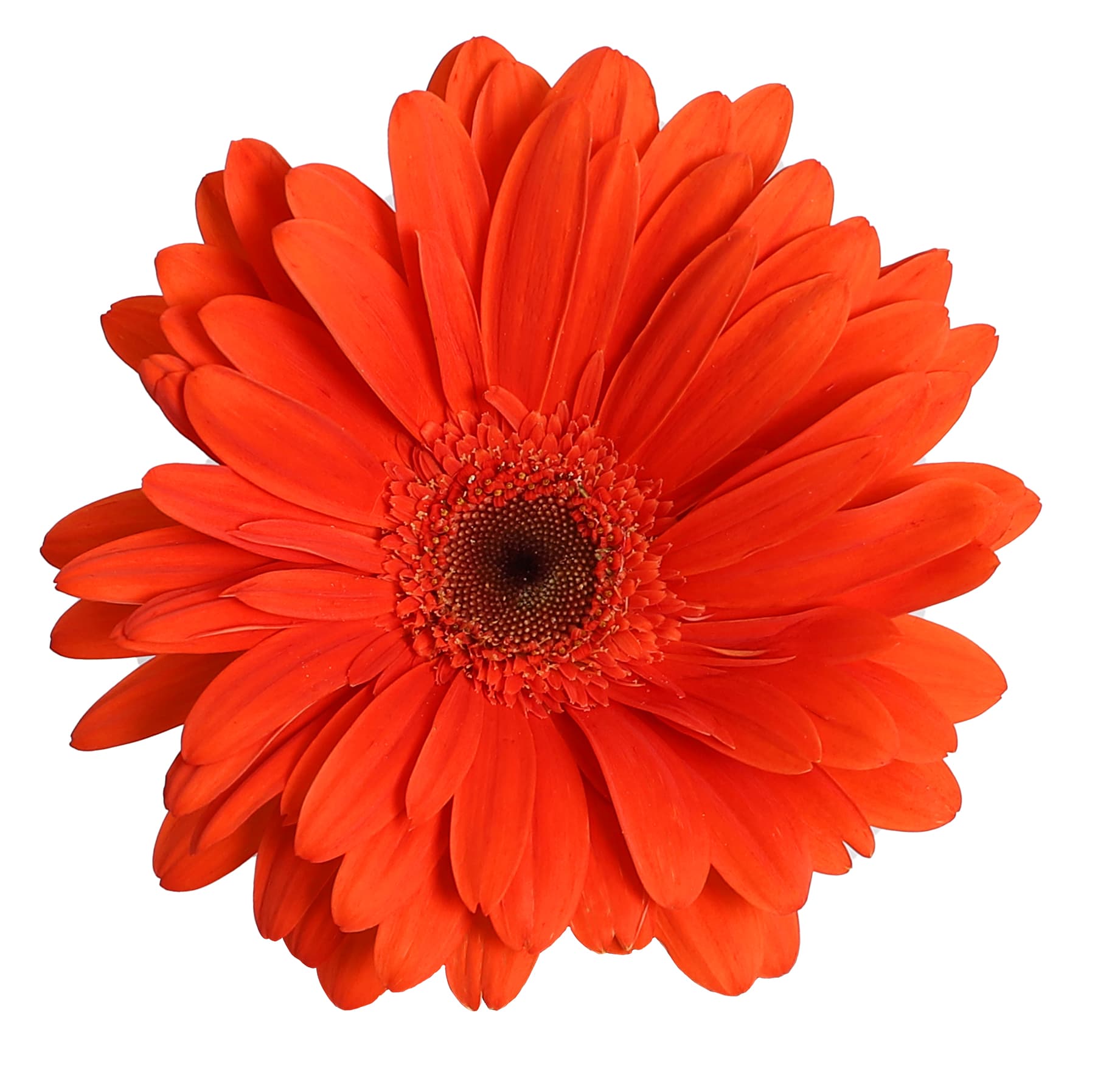 Gerbera Costa Rica Orange 50 Cm