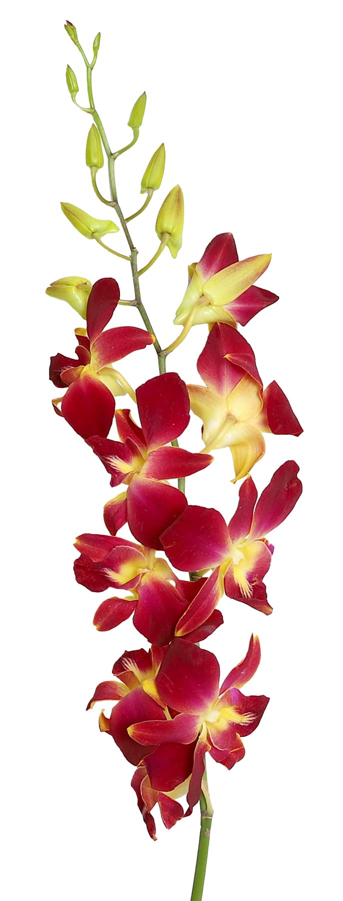 Orchids Dendrobium Red Sonia Yellow Ll