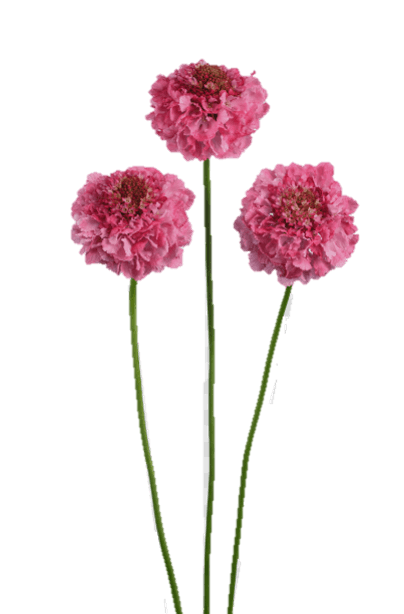 Scabiosa Focal Scoop Popsicle Pink 50 Cm