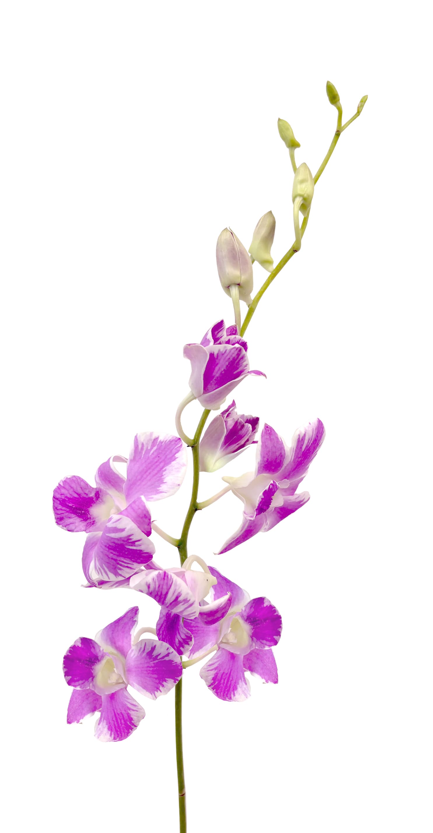 Orchids Dendrobium Twotone White Lavender Ll