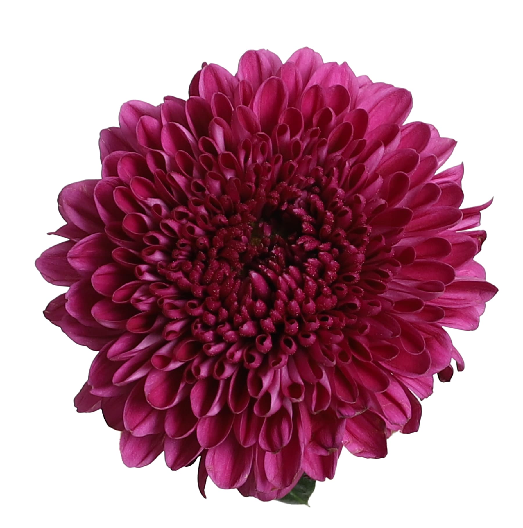 Mum Disbud Ball Roxo Purple