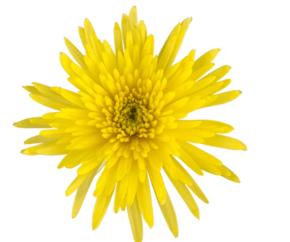 Mum Spider Sol Yellow