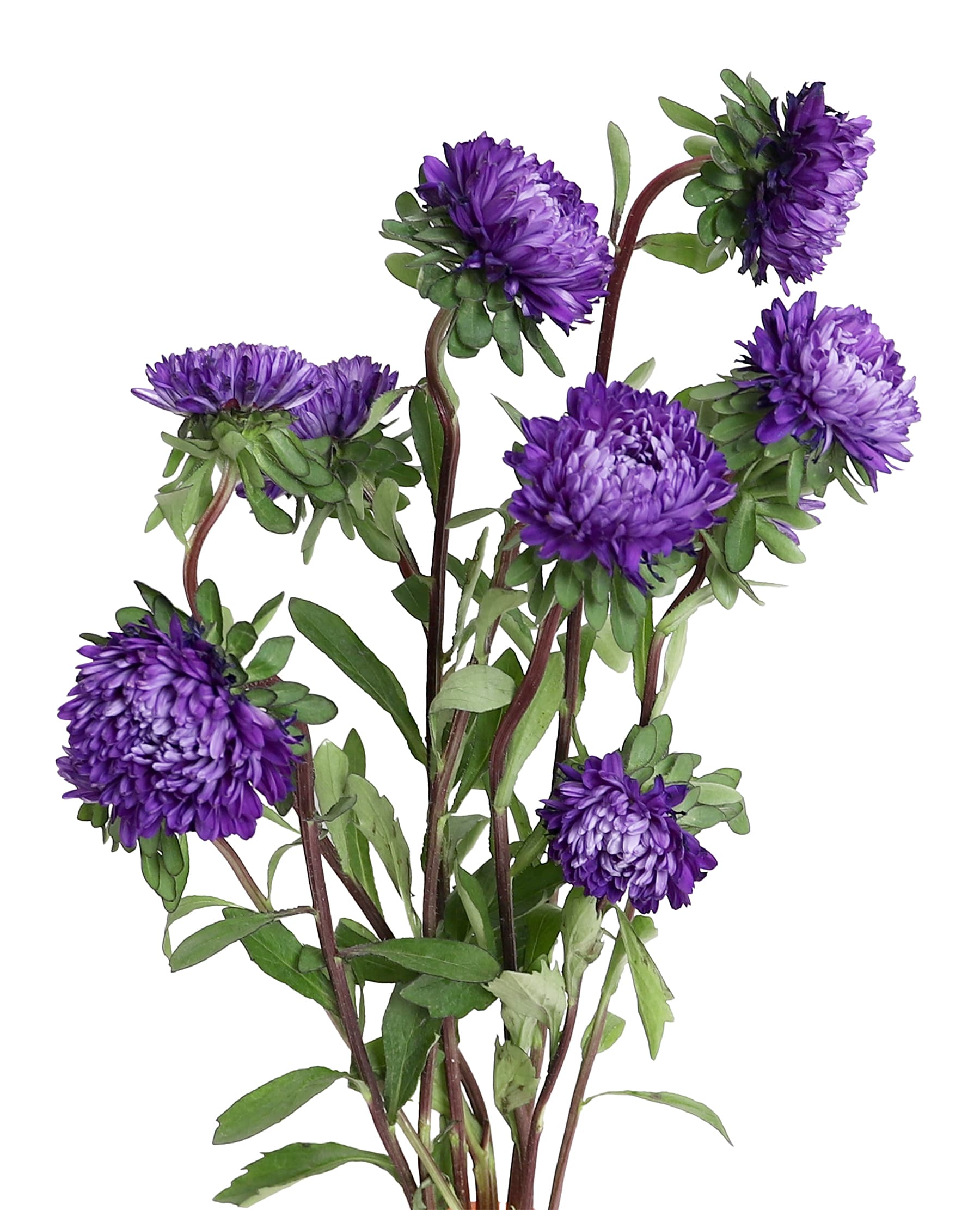 Aster Optimo Purple 70 Cm