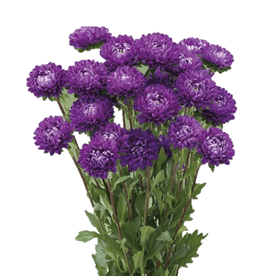Aster Optimo Purple 70 Cm