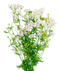 Delph Spray Planet Blush Pink 50/60 Cm
