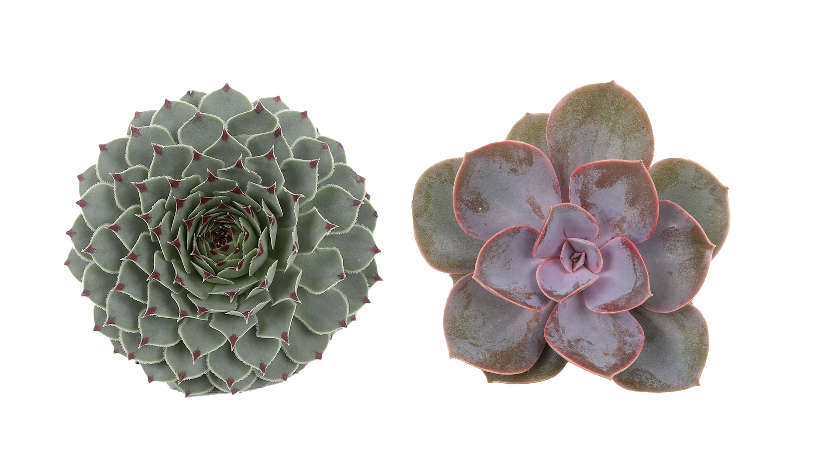 Succulents Echeveria Assorted 7/8 cm