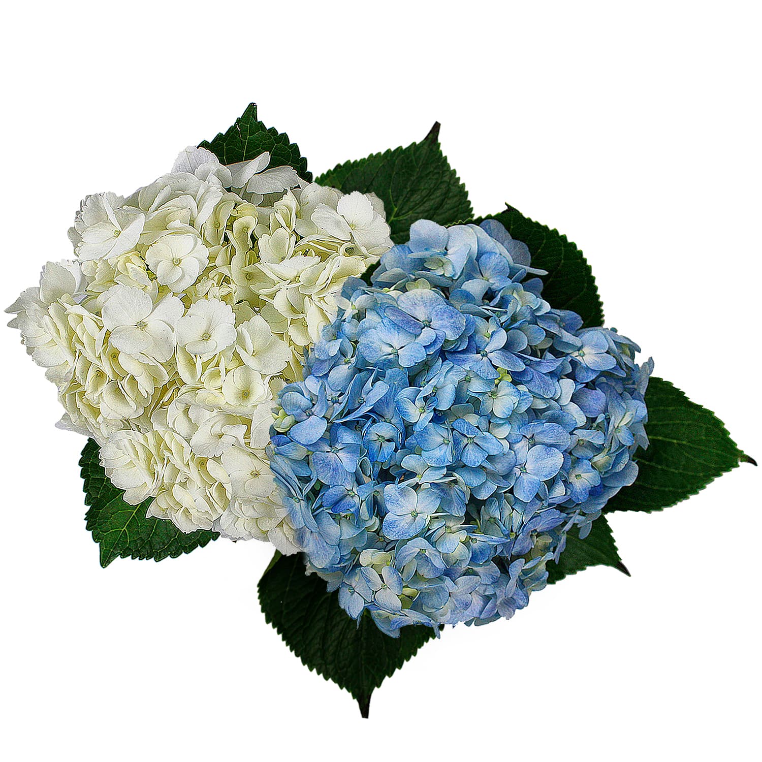 Hydrangea Assorted Extra