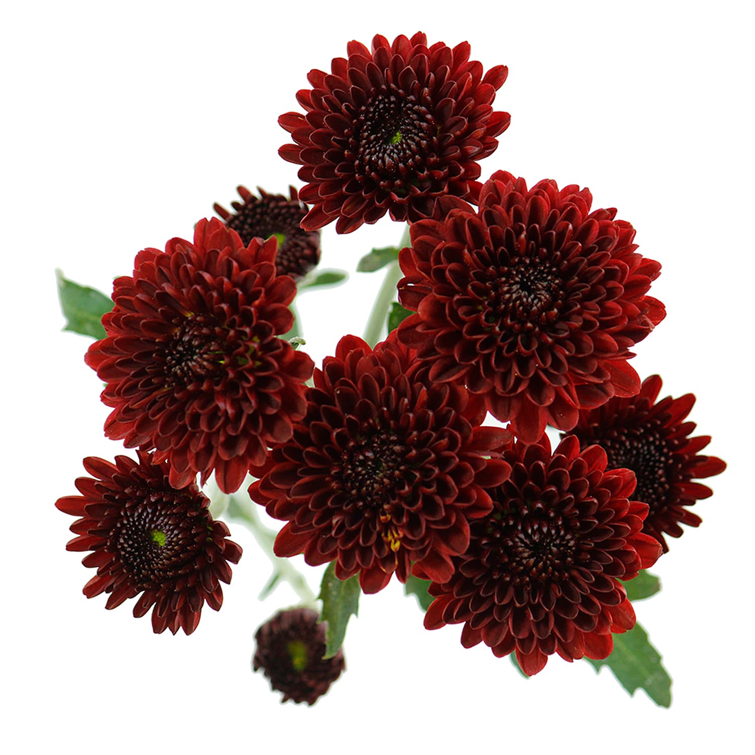 Pom Button Lexy Red Red