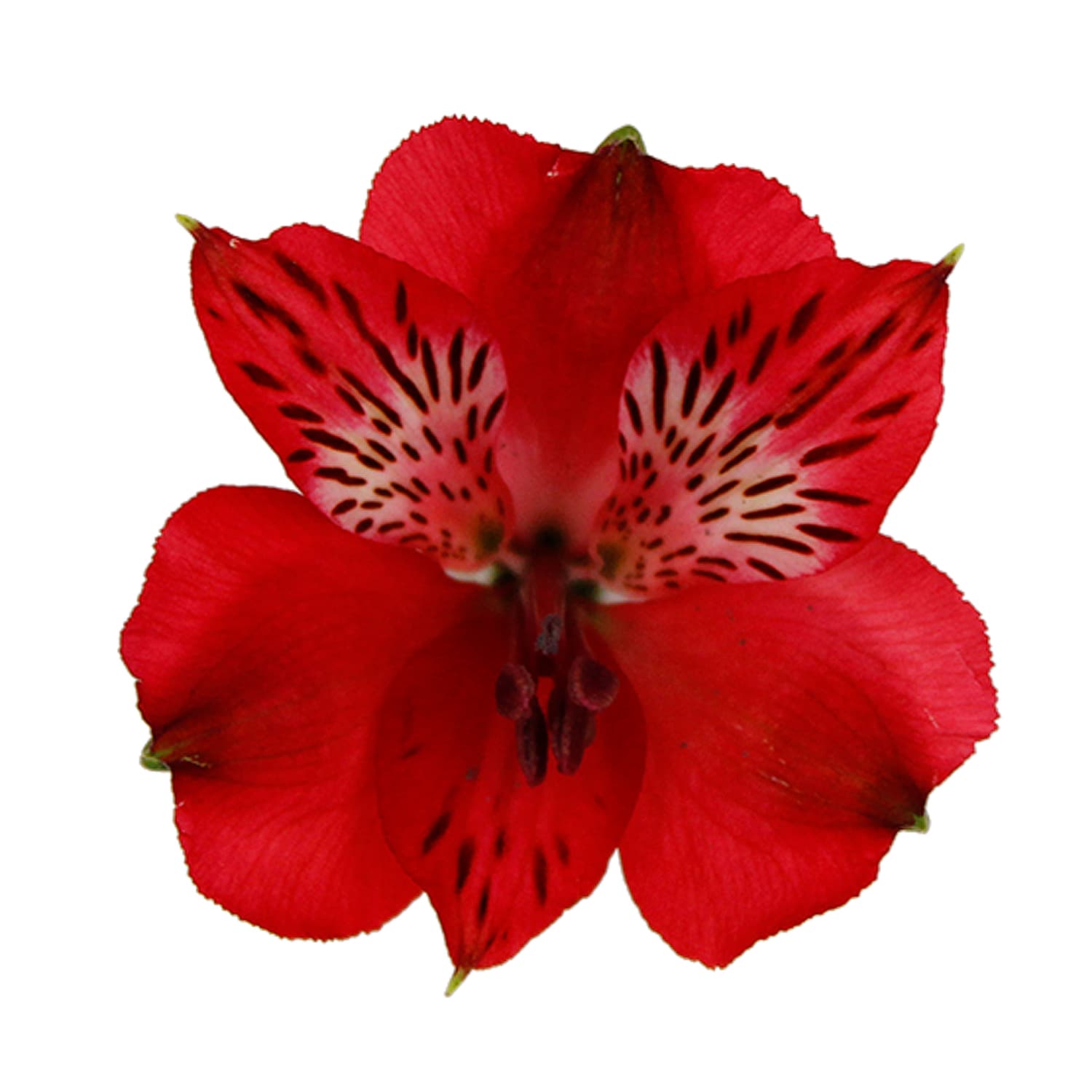 Alstro Red Sel