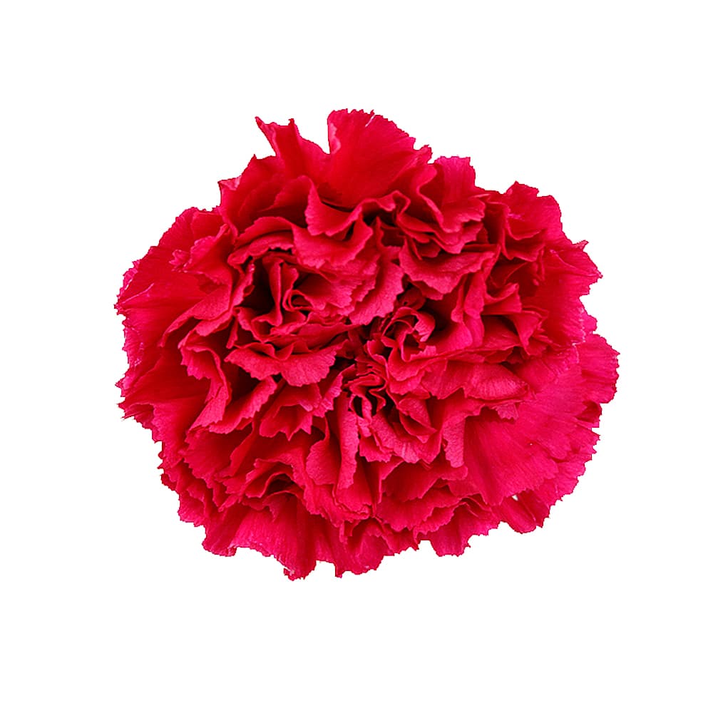 Carn Dark Pink Fancy