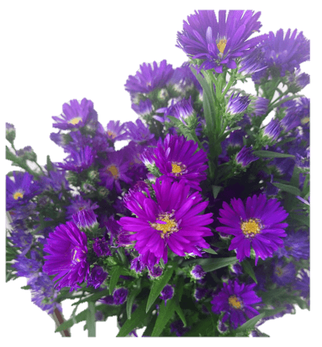 Aster Carnival Purple