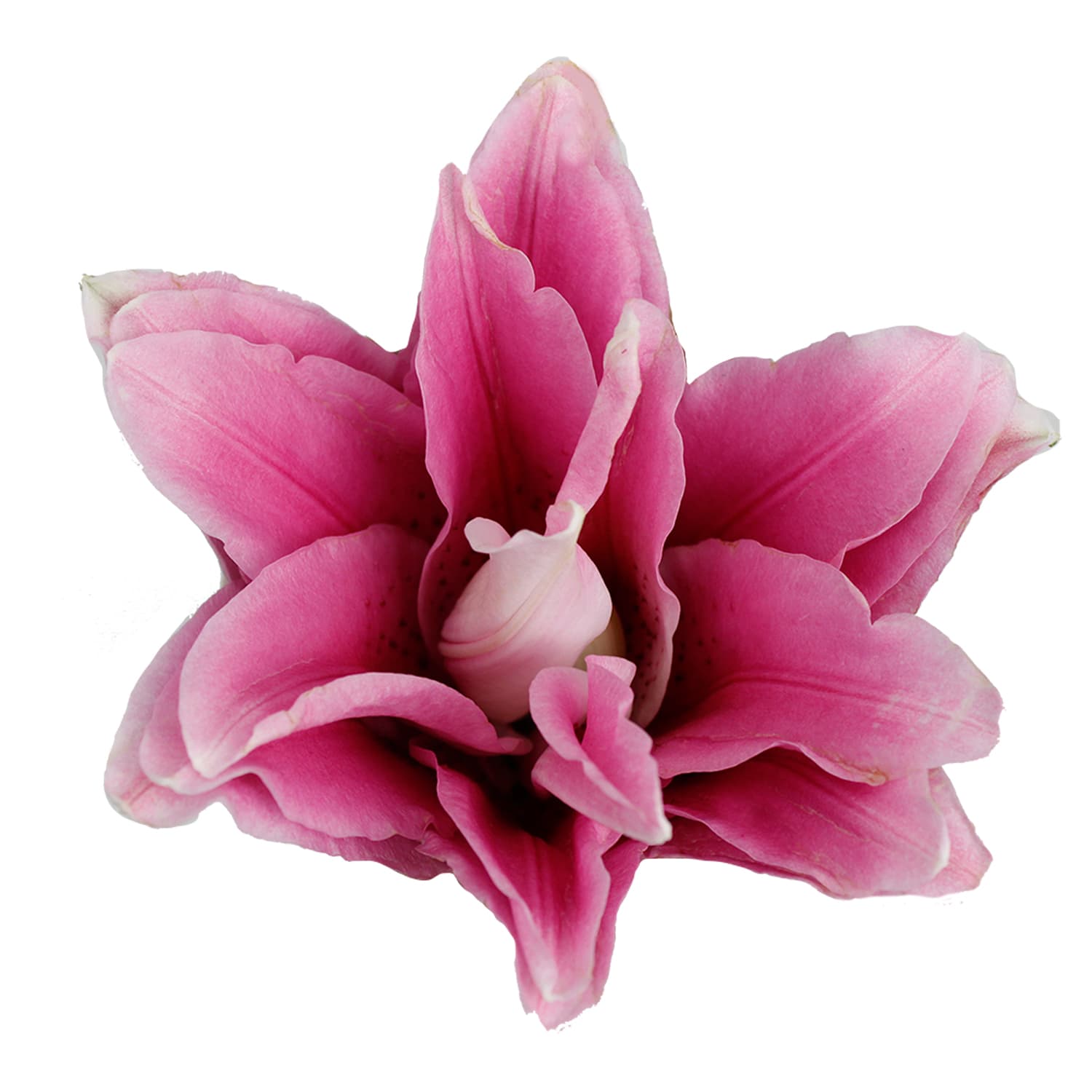 Lily Oriental Roselily Pink Assorted 2/3 Blooms