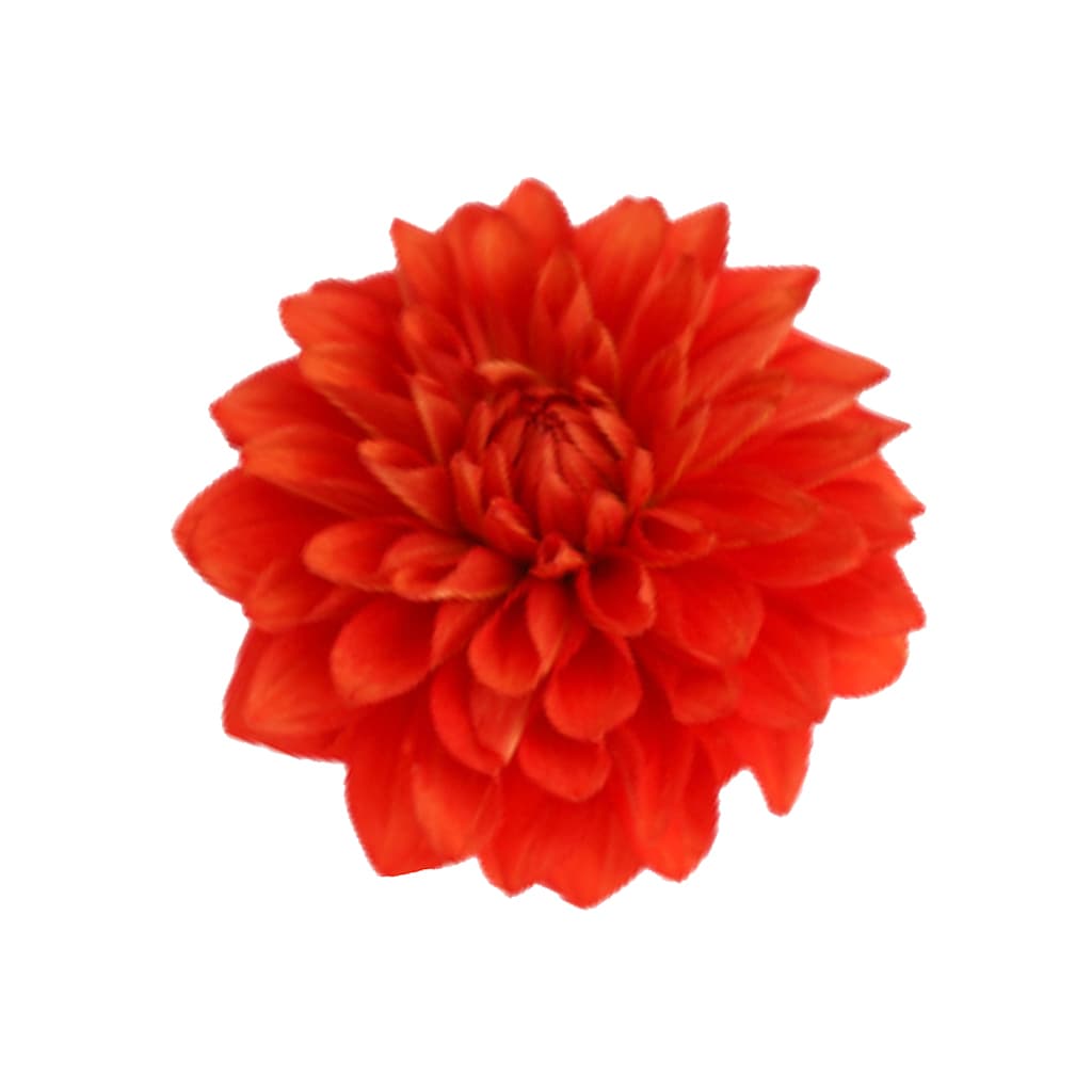 Dahlia Hybrid Brick Stone Dark Orange 40/50 Cm