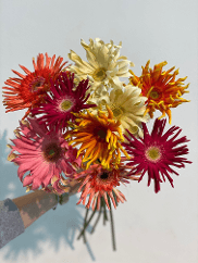 Gerbera Pastini Assorted 40/50 Cm