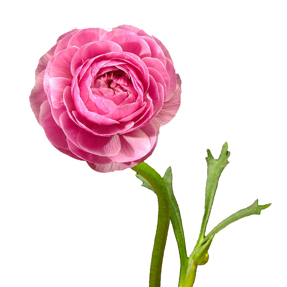Ranunculus Elegance Medium Pink 50 Cm
