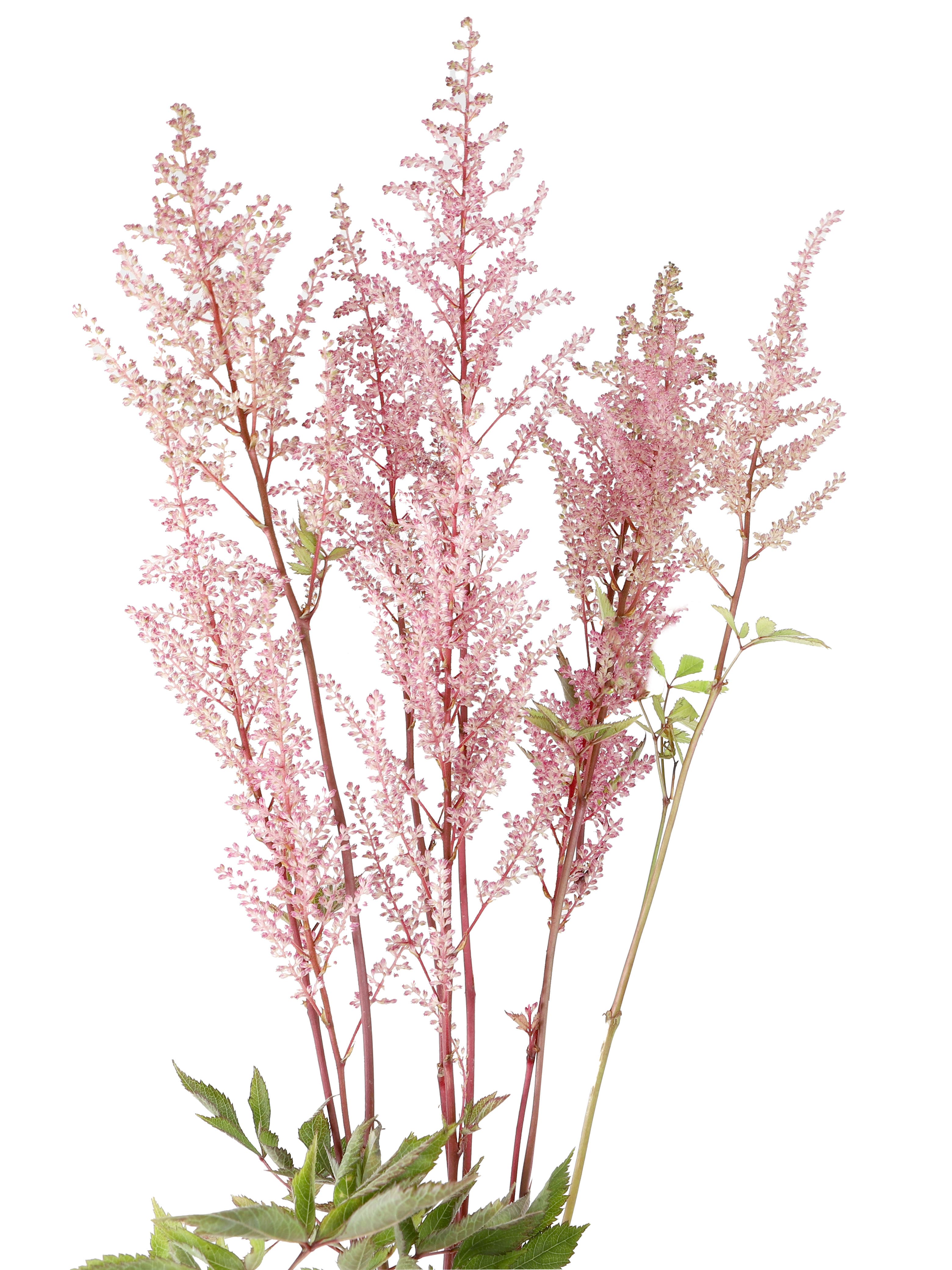 Astilbe Light Pink Premium