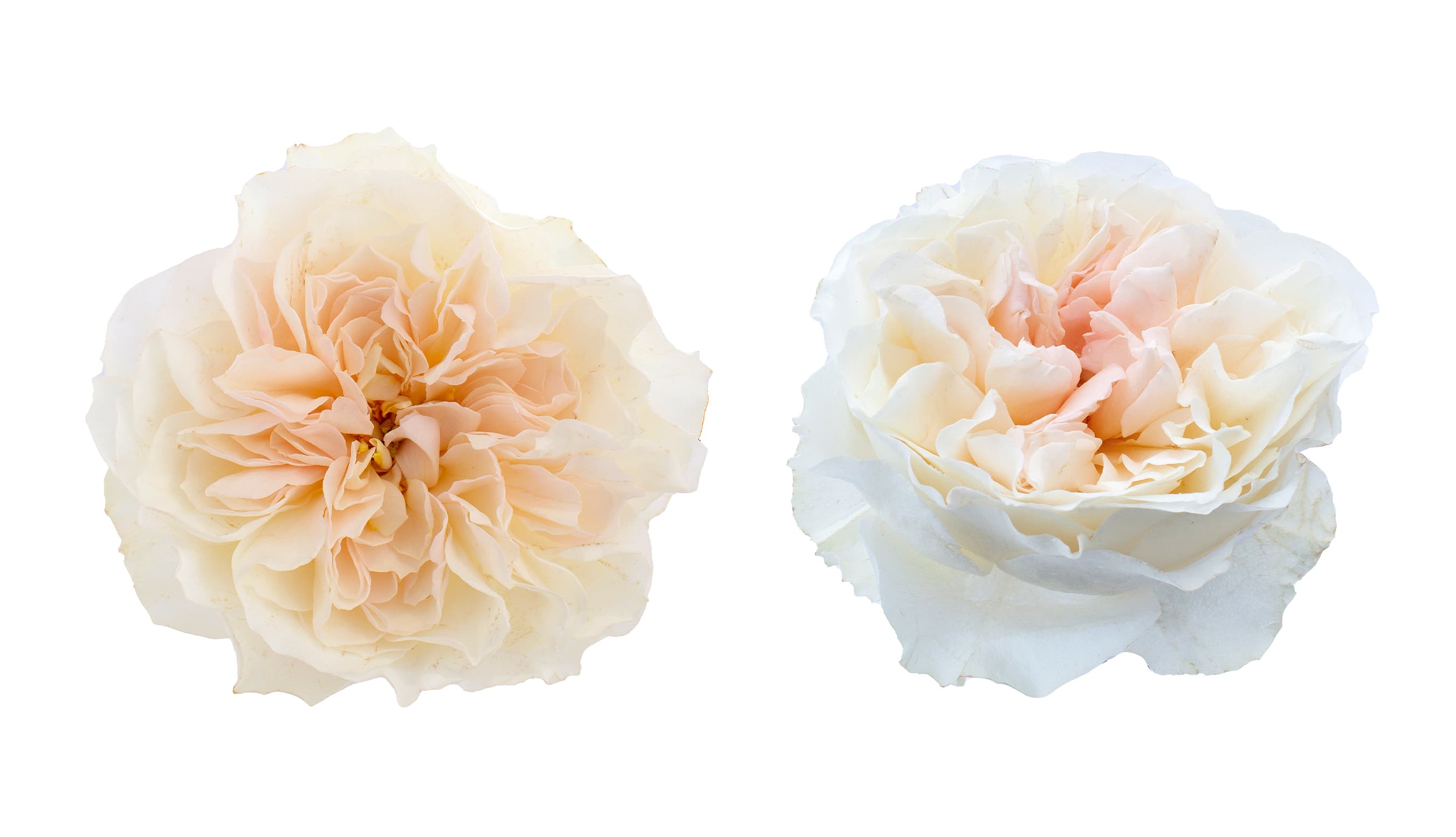 Garden Rose David Austin Eugenie Peach 40/50 cm