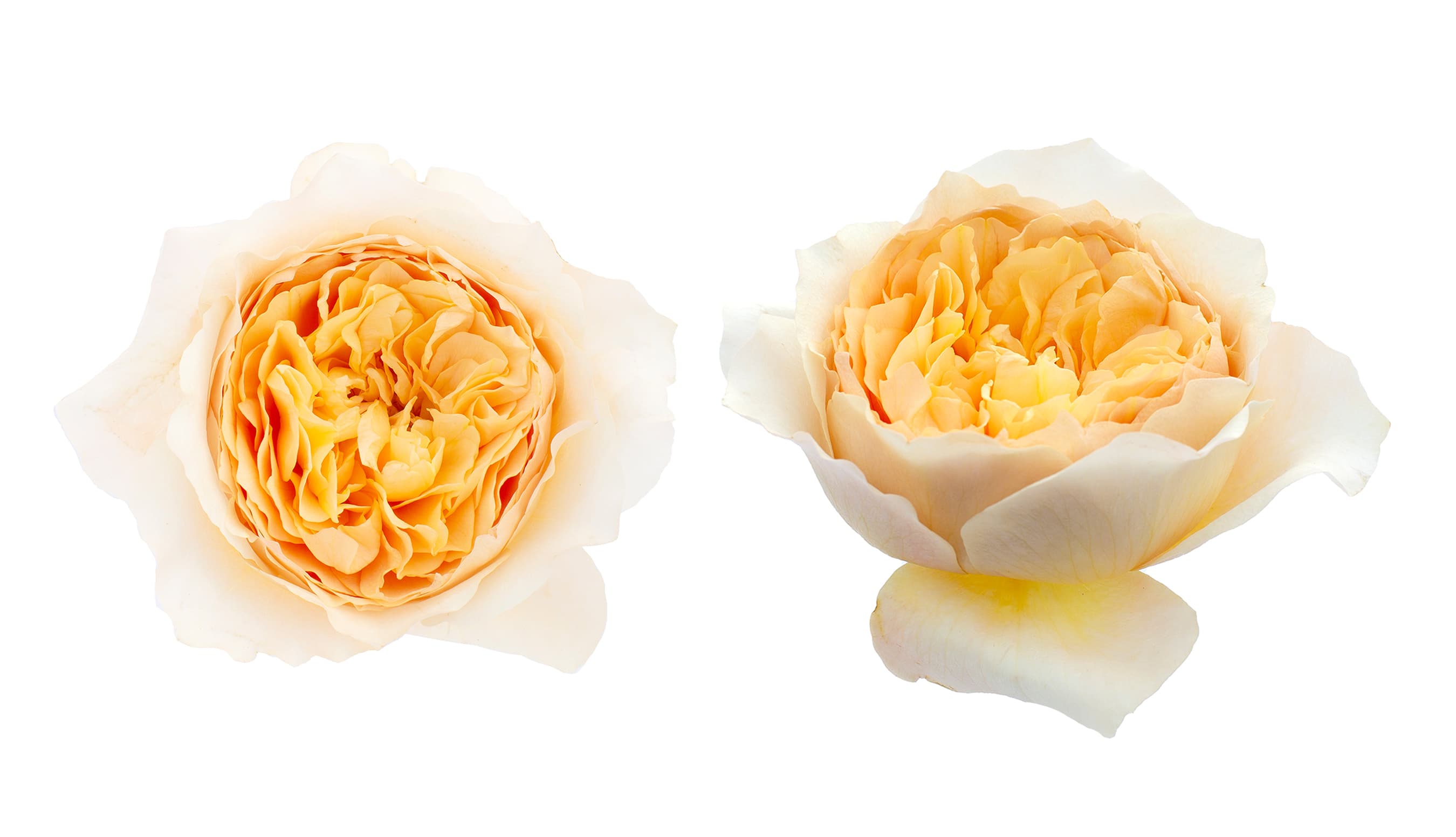 Garden Rose David Austin Effie Light Yellow 40/50 cm
