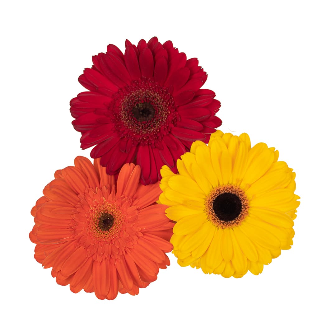 Gerbera Fall Pack 50 Cm