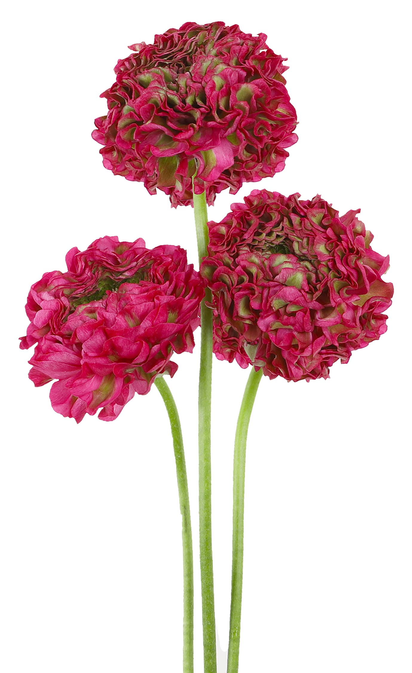 Ranunculus Pon Pon Dragon Fruit Bi Green & Dark Pink 40 Cm